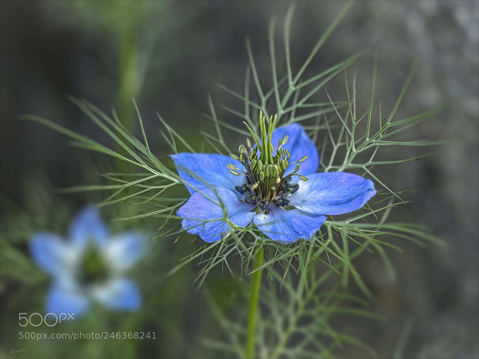 Olympus OM-D E-M1 sample photo. Nigella damascena photography