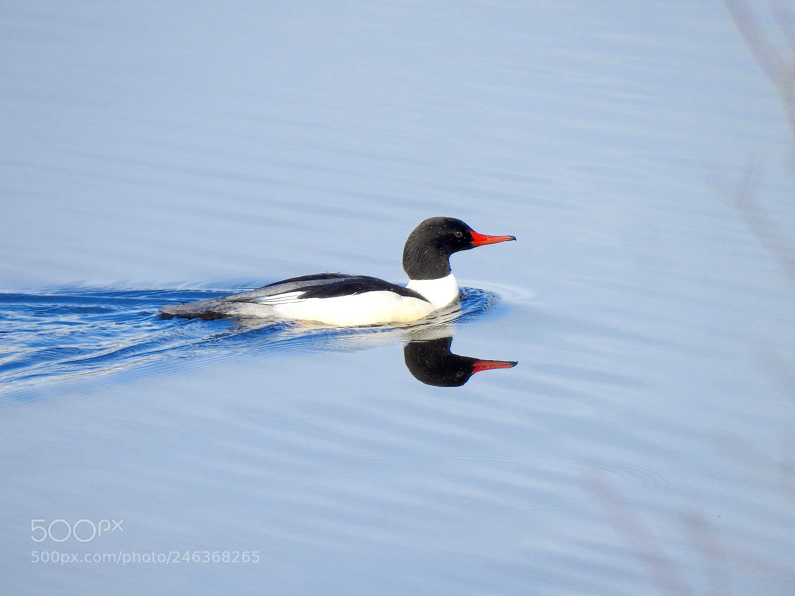 Nikon Coolpix P900 sample photo. Common merganser photography