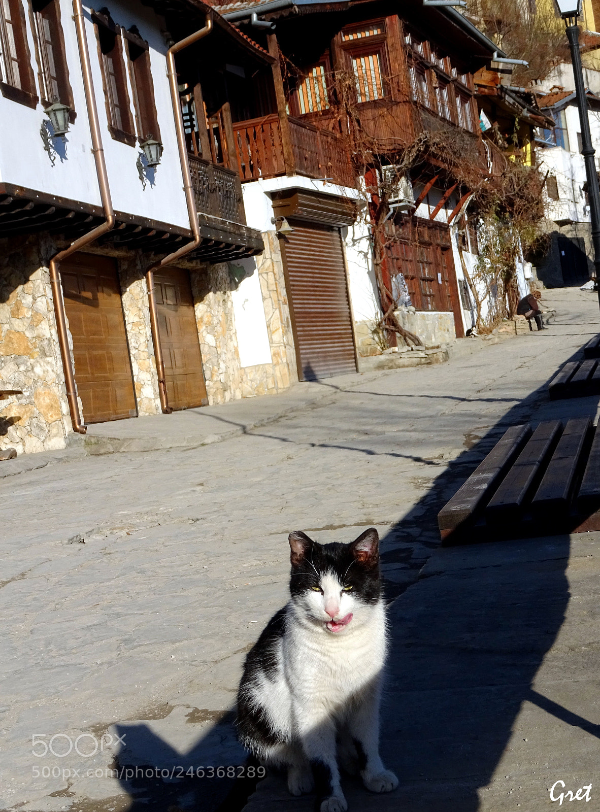 Sony DSC-HX60 sample photo. The street cat photography
