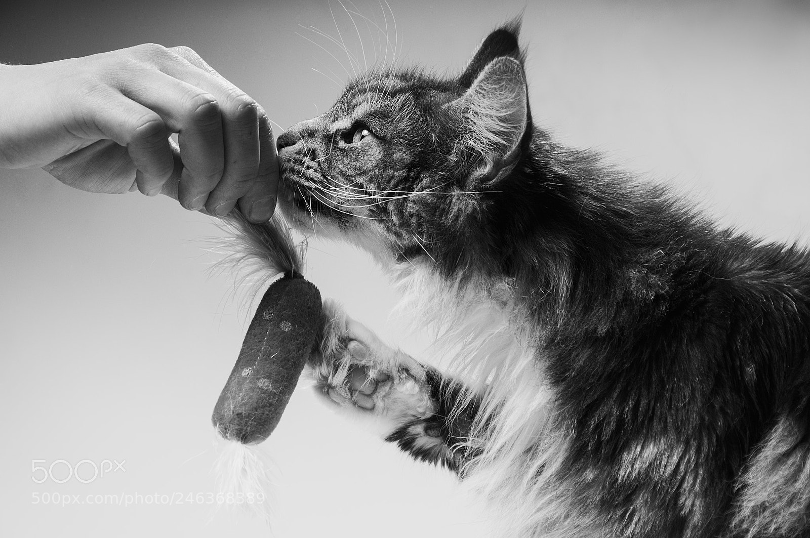 Nikon D300S sample photo. Maine coon photography