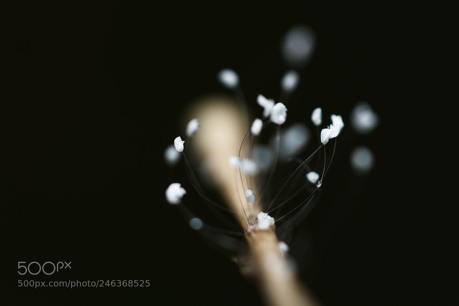 Canon EOS 7D sample photo. Macro beauty photography