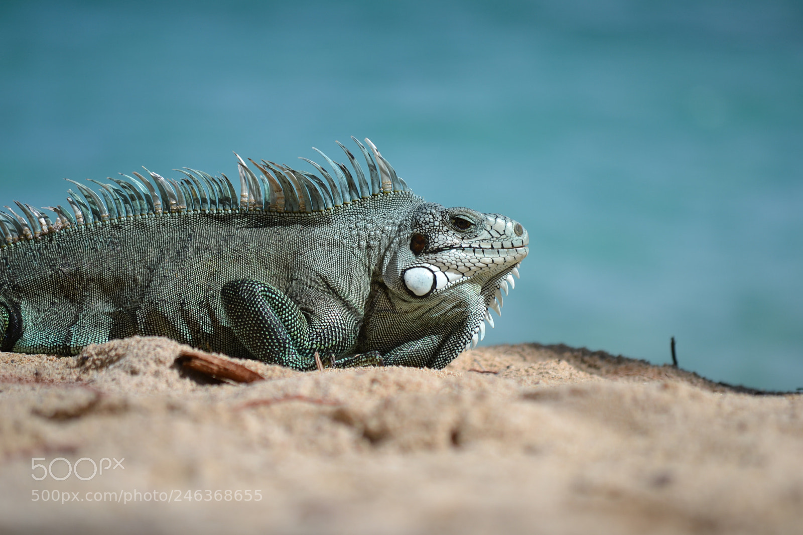 Nikon D3100 sample photo. Iguane bleu photography