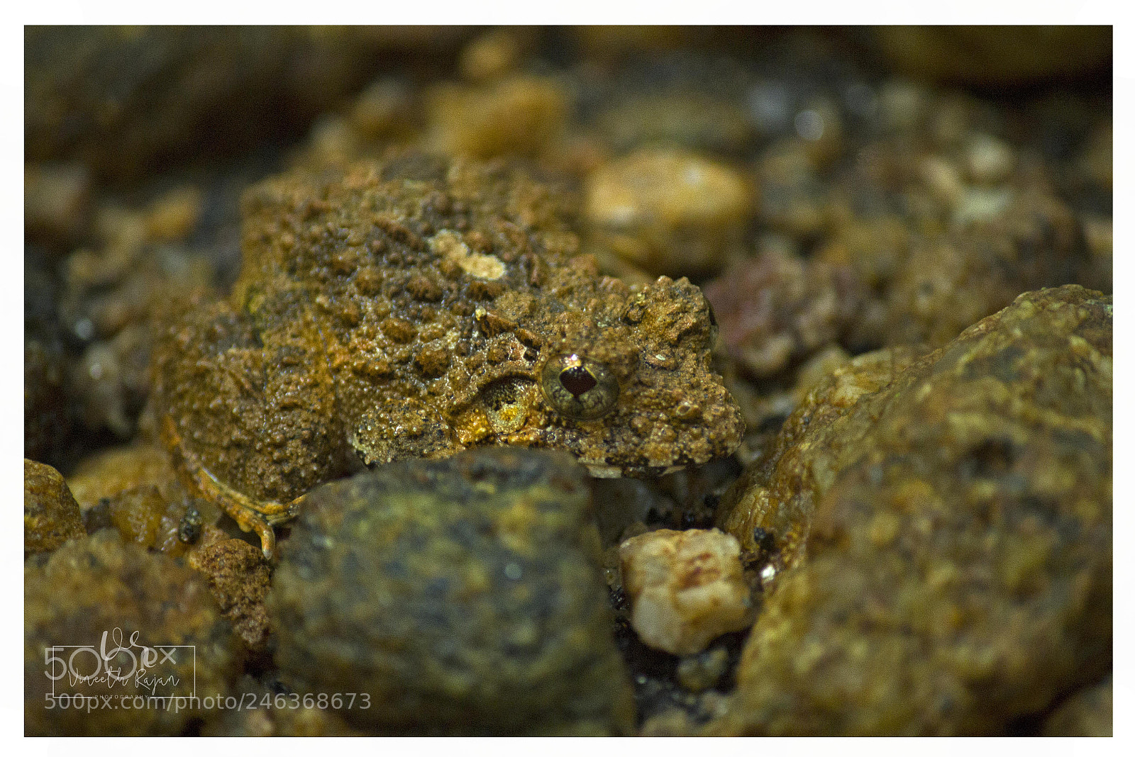 Canon EOS 60D sample photo. Hide and play! photography
