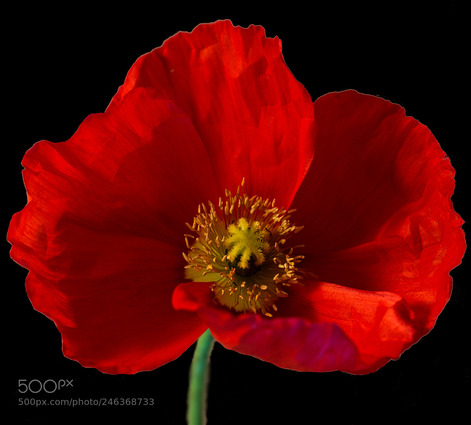 Canon EOS 77D (EOS 9000D / EOS 770D) sample photo. Icelandic poppy photography