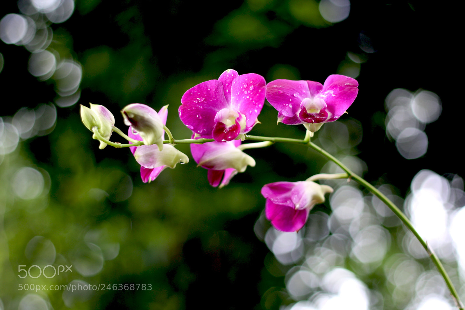 Canon EOS 1000D (EOS Digital Rebel XS / EOS Kiss F) sample photo. Red orchids photography