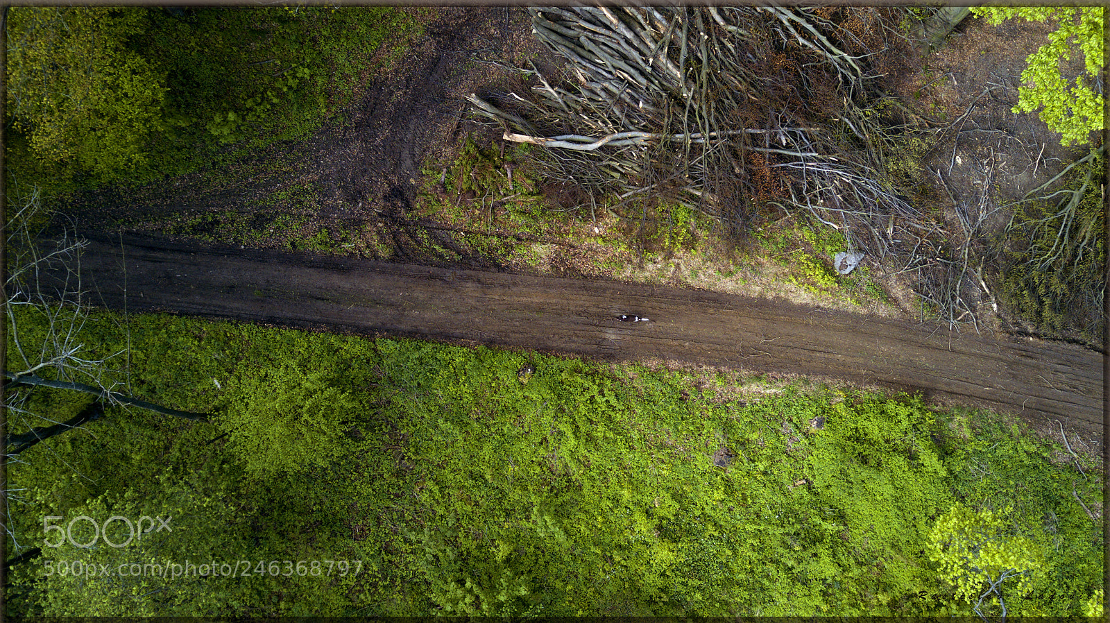 DJI FC220 sample photo. Cony photography