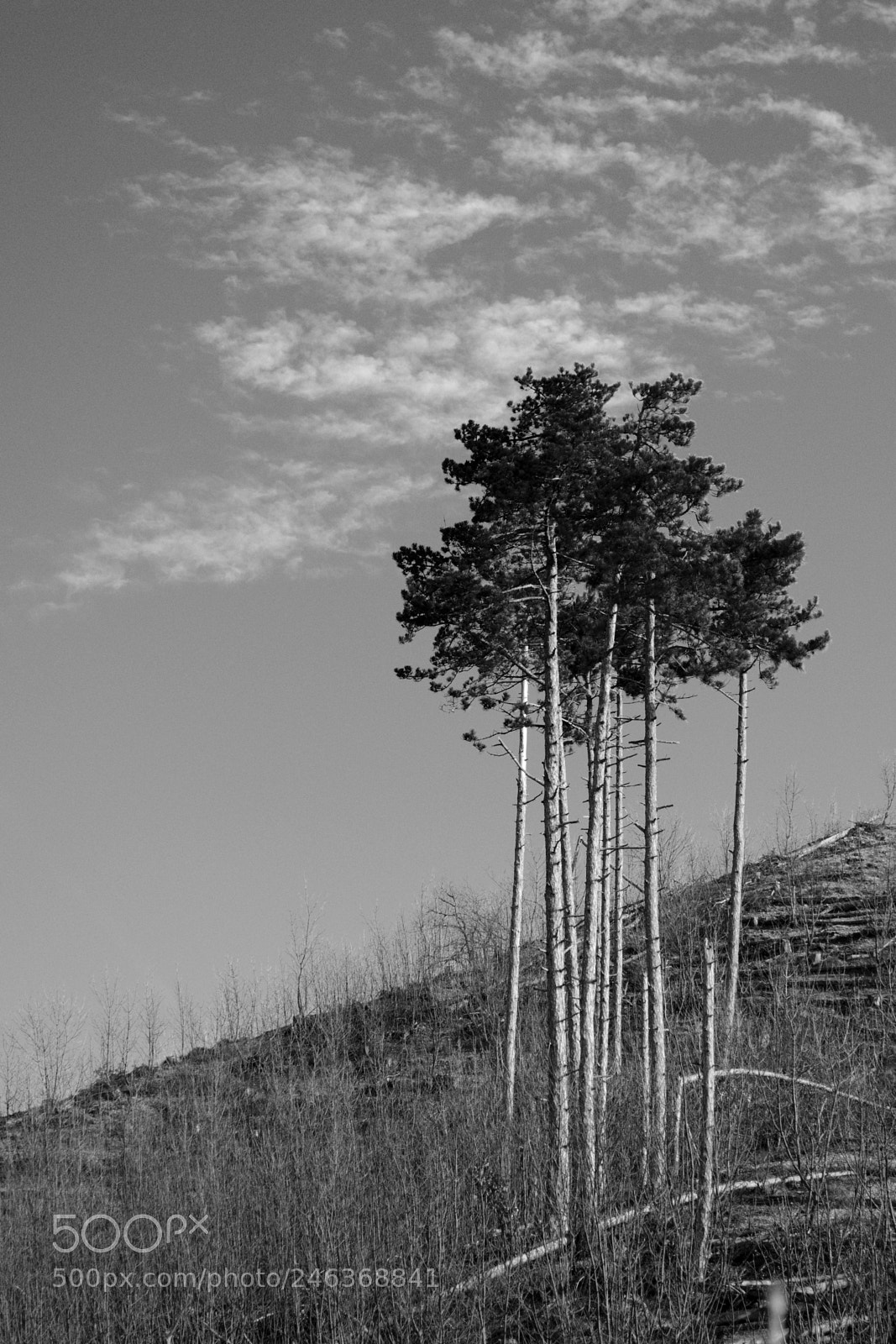 Nikon D5100 sample photo. Pines photography