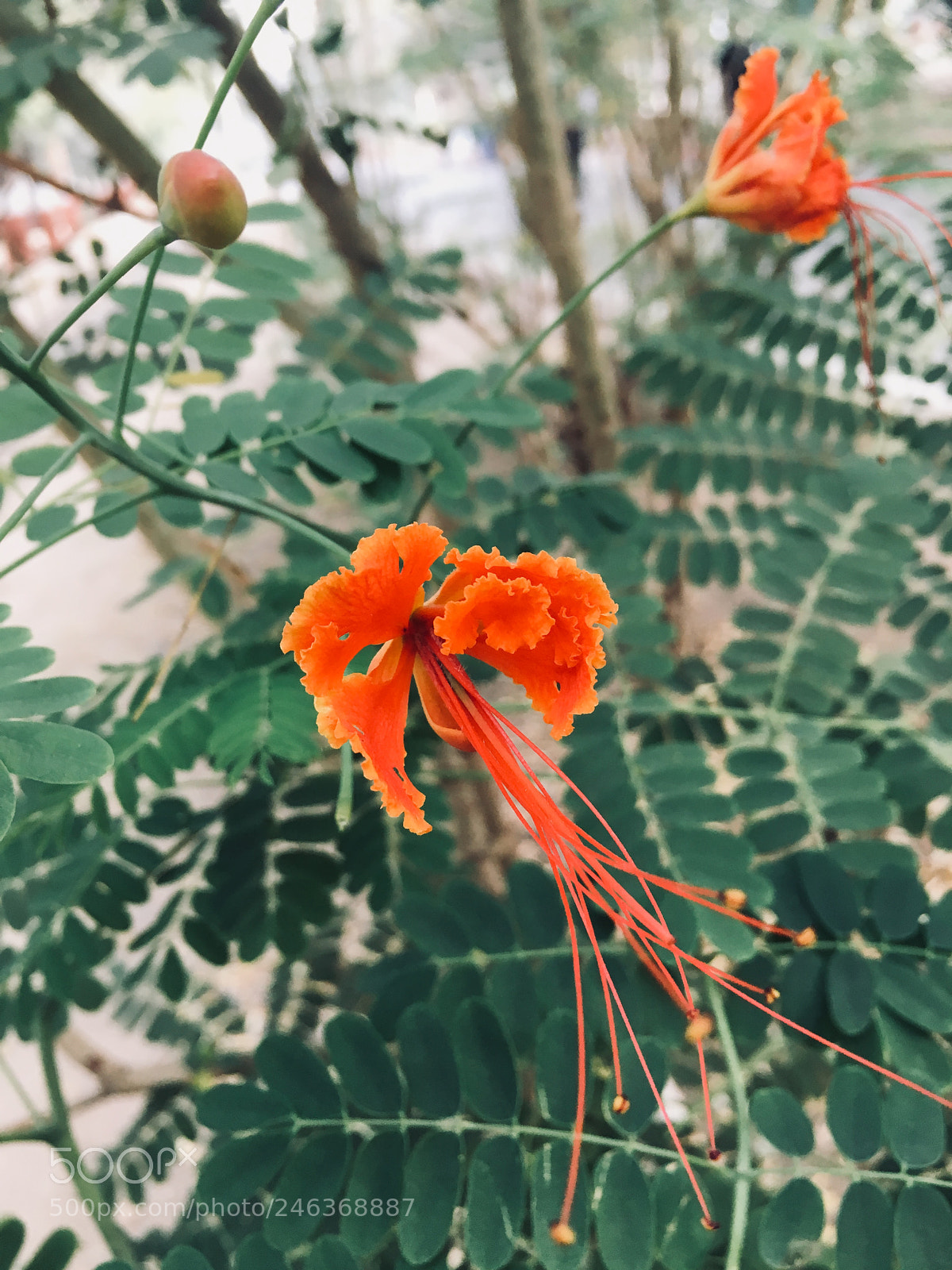 Apple iPhone 6s sample photo. Untitled photography