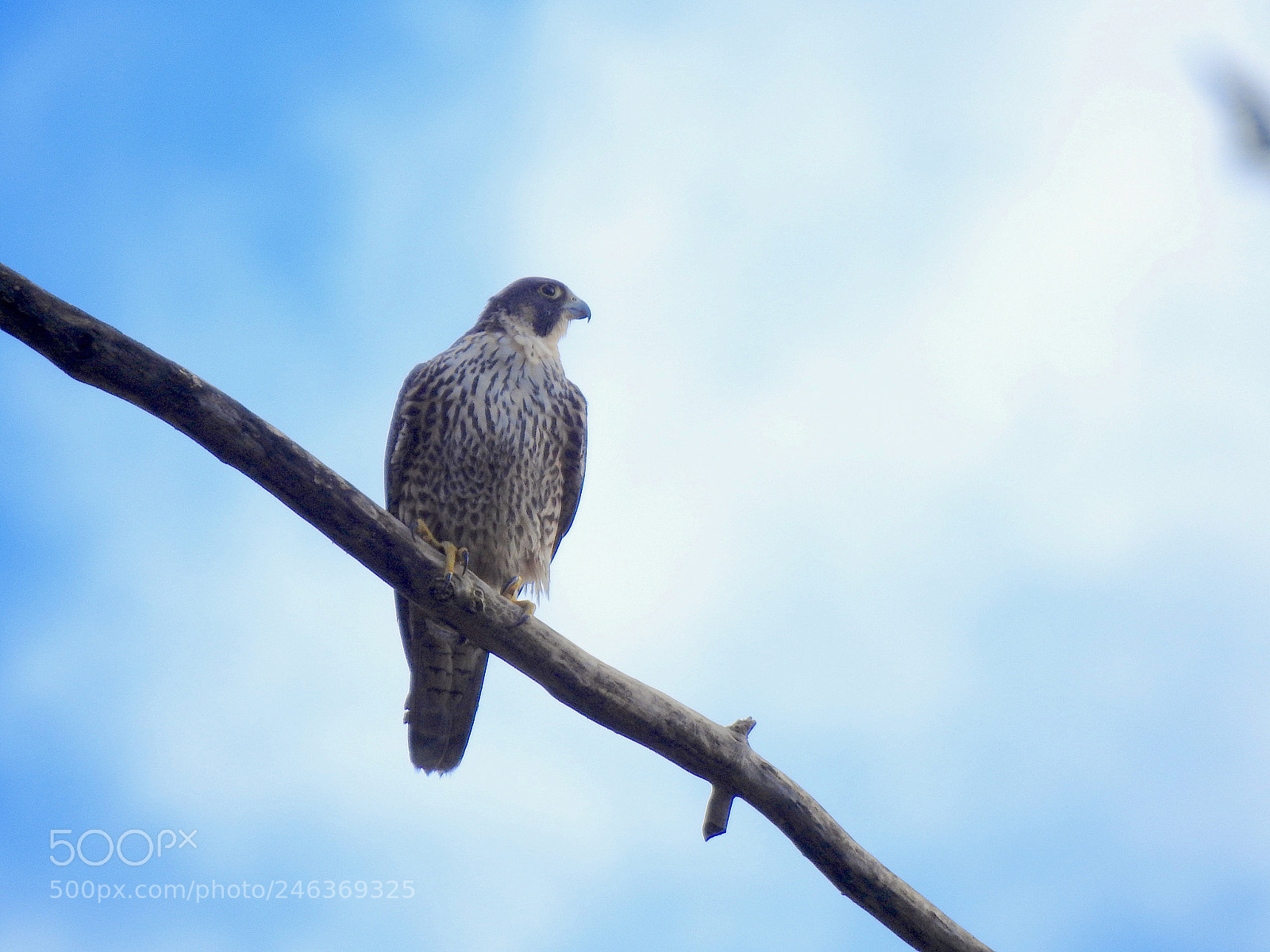 Nikon Coolpix P900 sample photo. Peregrine falcon photography