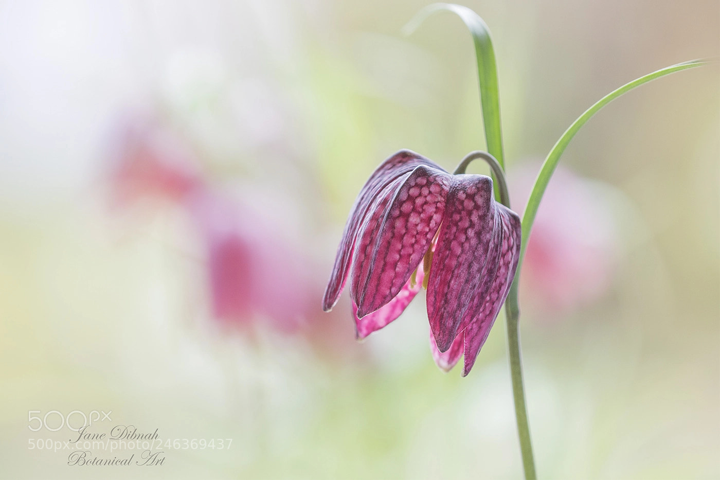 Canon EOS 7D Mark II sample photo. Fritillary photography
