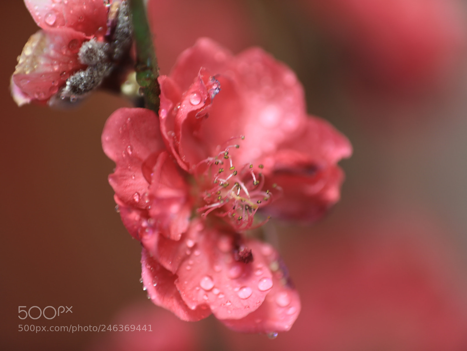 Canon EF 70-200mm F2.8L IS II USM sample photo. Untitled photography