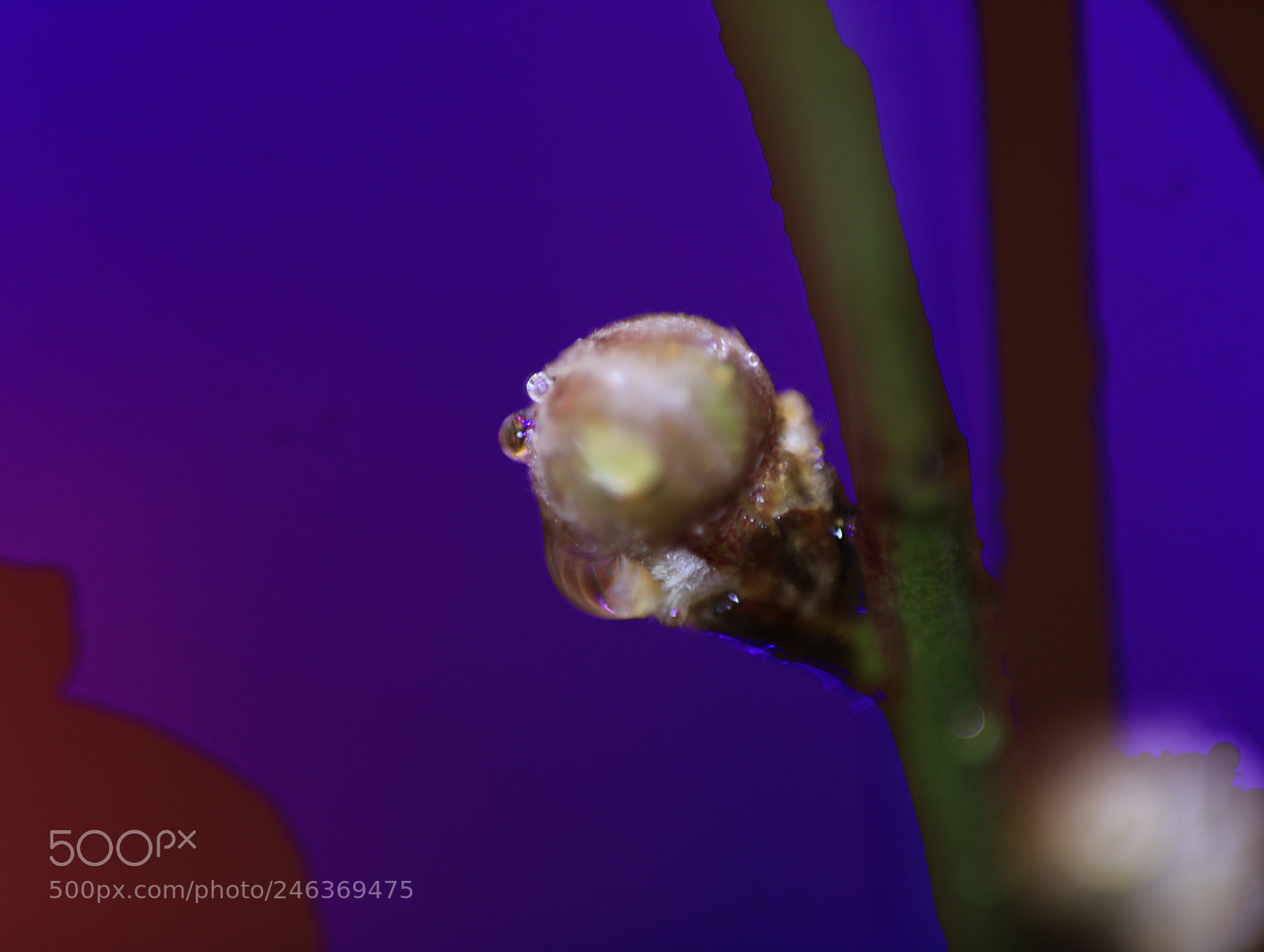 Canon EF 70-200mm F2.8L IS II USM sample photo. Untitled photography