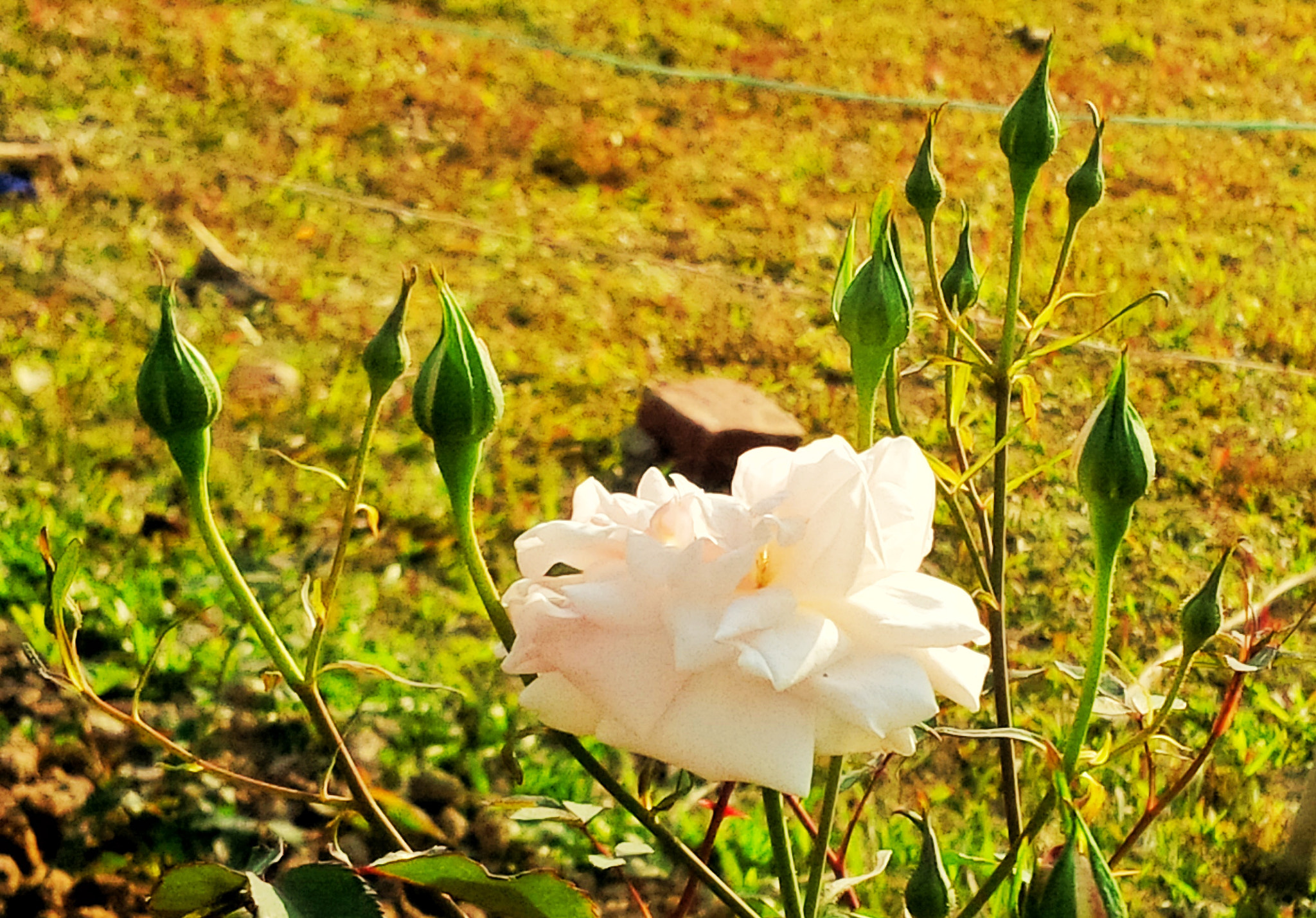 BlackBerry Z10 sample photo. Flower photography
