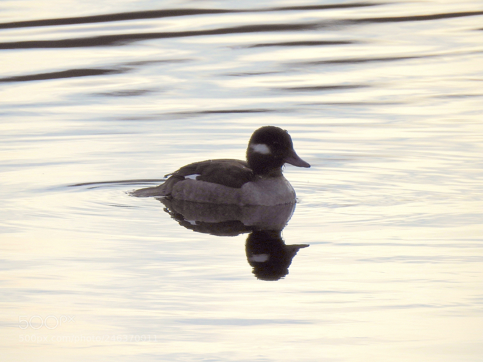 Nikon Coolpix P900 sample photo. Bufflehead photography