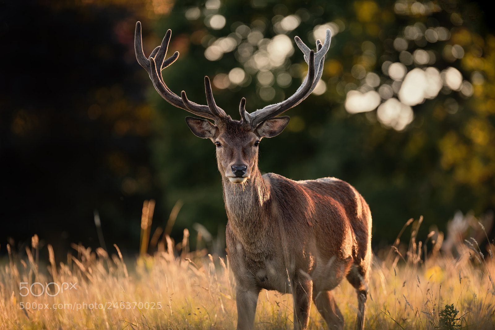 Nikon D810 sample photo. 'a gentle hart' photography
