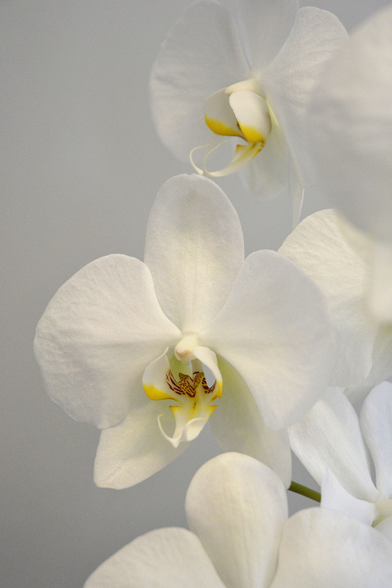 Nikon D3100 sample photo. Orquídea photography