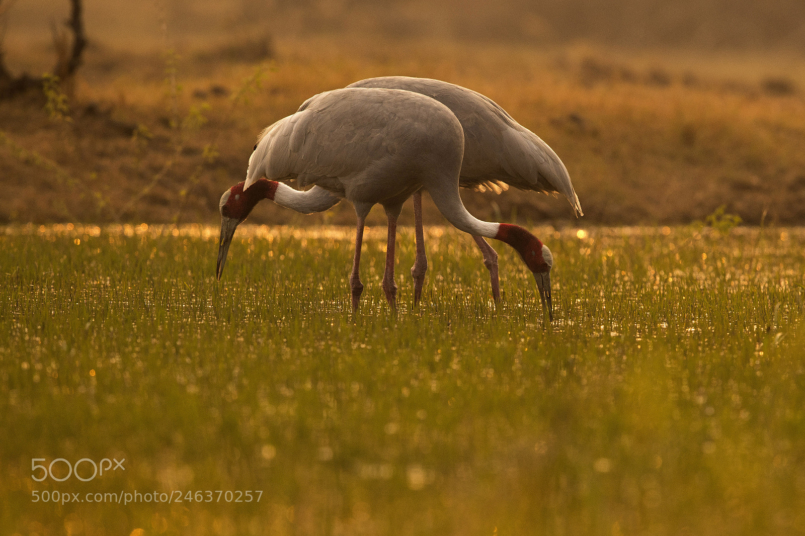 Canon EOS-1D X Mark II sample photo. Saras crane. photography