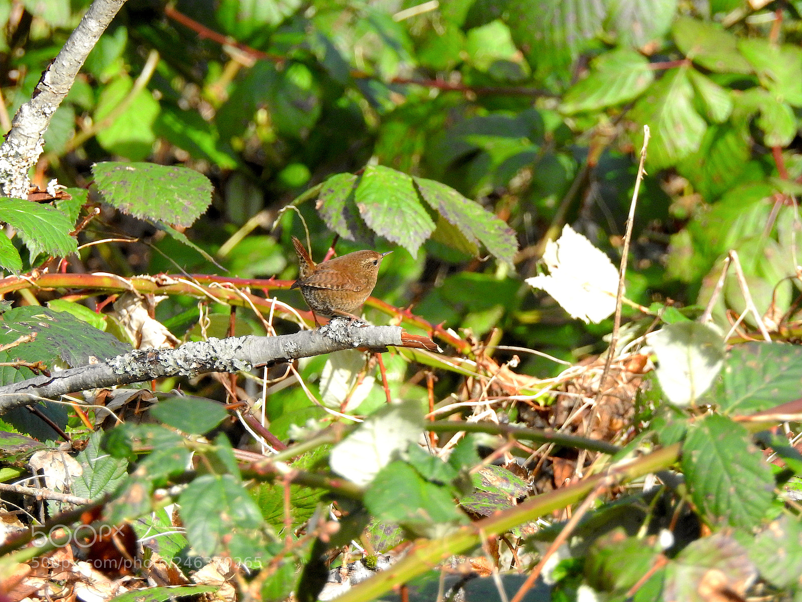 Nikon Coolpix P900 sample photo. Pacific wren photography