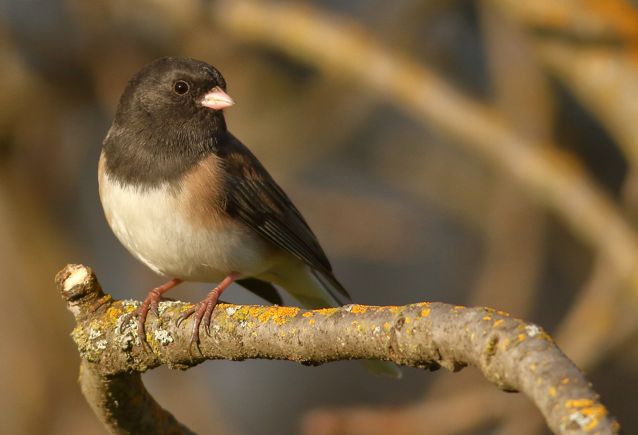 Canon EOS 7D + Canon EF 400mm F5.6L USM sample photo. Dark-eyed junco photography