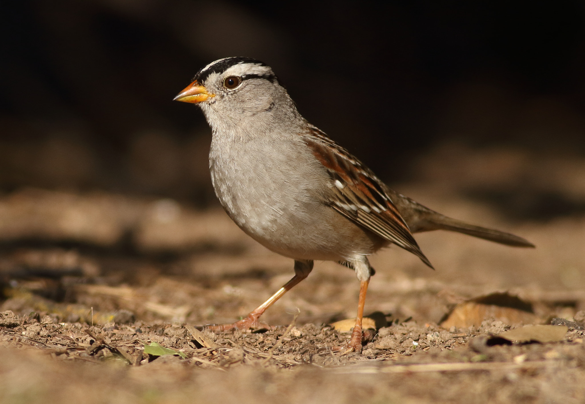 Canon EOS 7D + Canon EF 400mm F5.6L USM sample photo. White-crowned sparrow photography