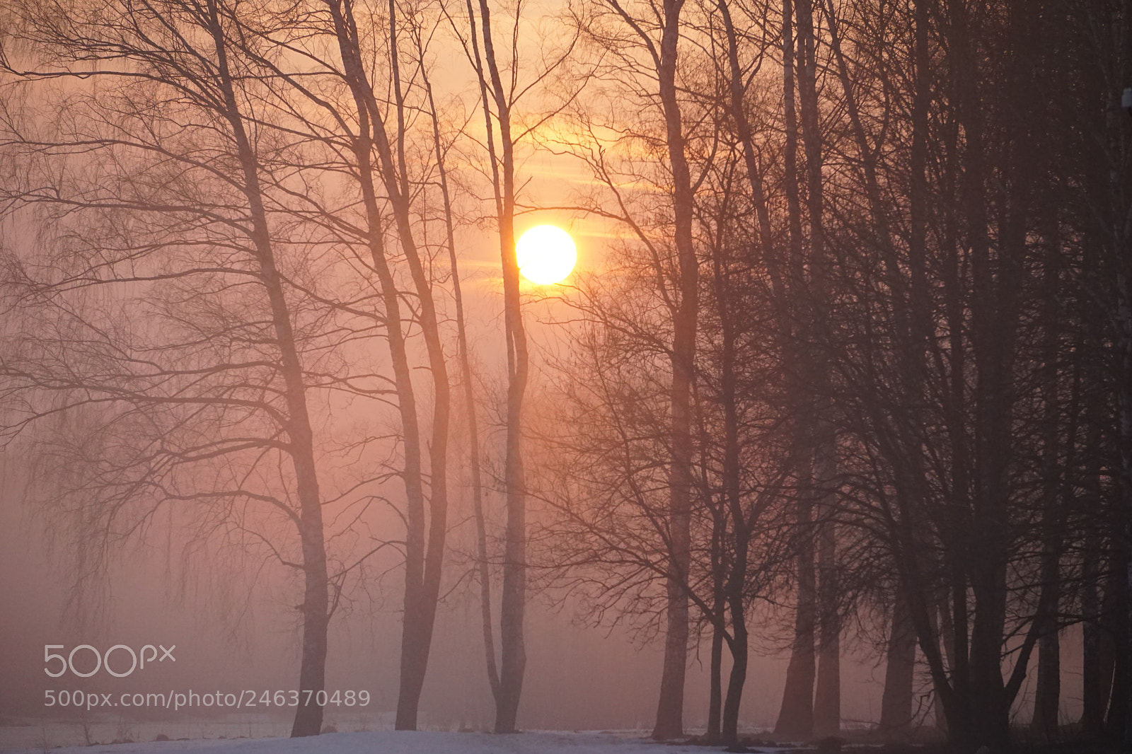 Sony a6000 sample photo. Sunrise. fog.forest photography