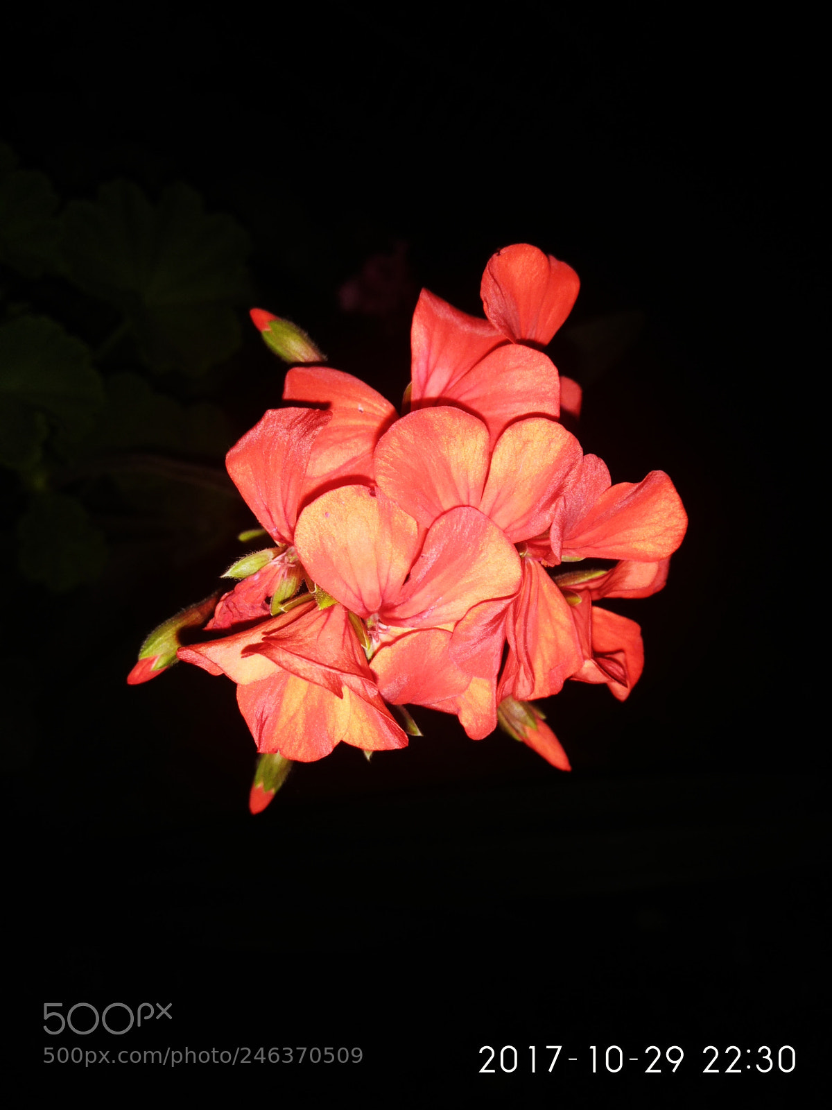 Xiaomi Redmi Note 4 sample photo. Flower photography