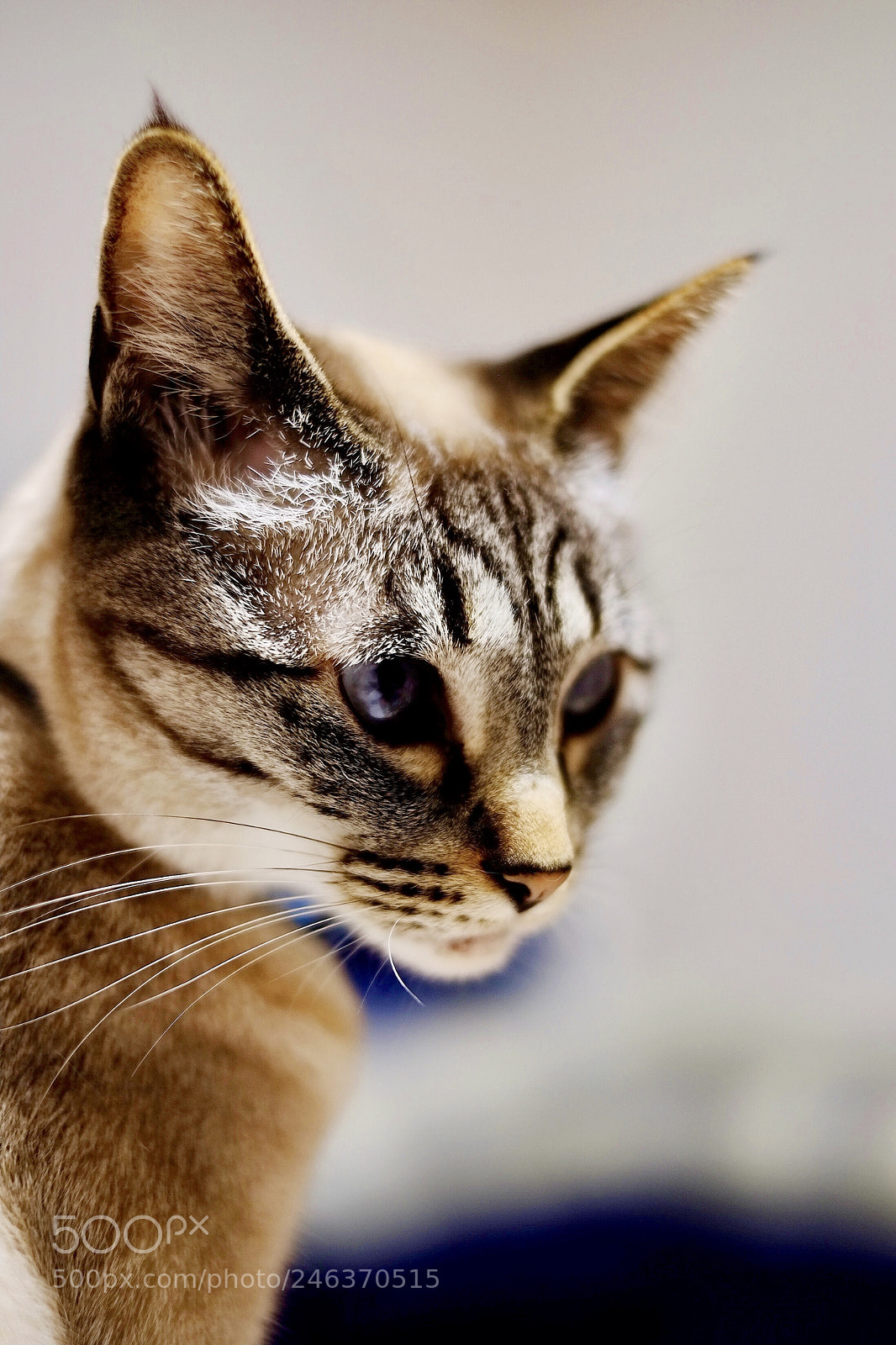 Fujifilm X-Pro1 sample photo. Connie photography