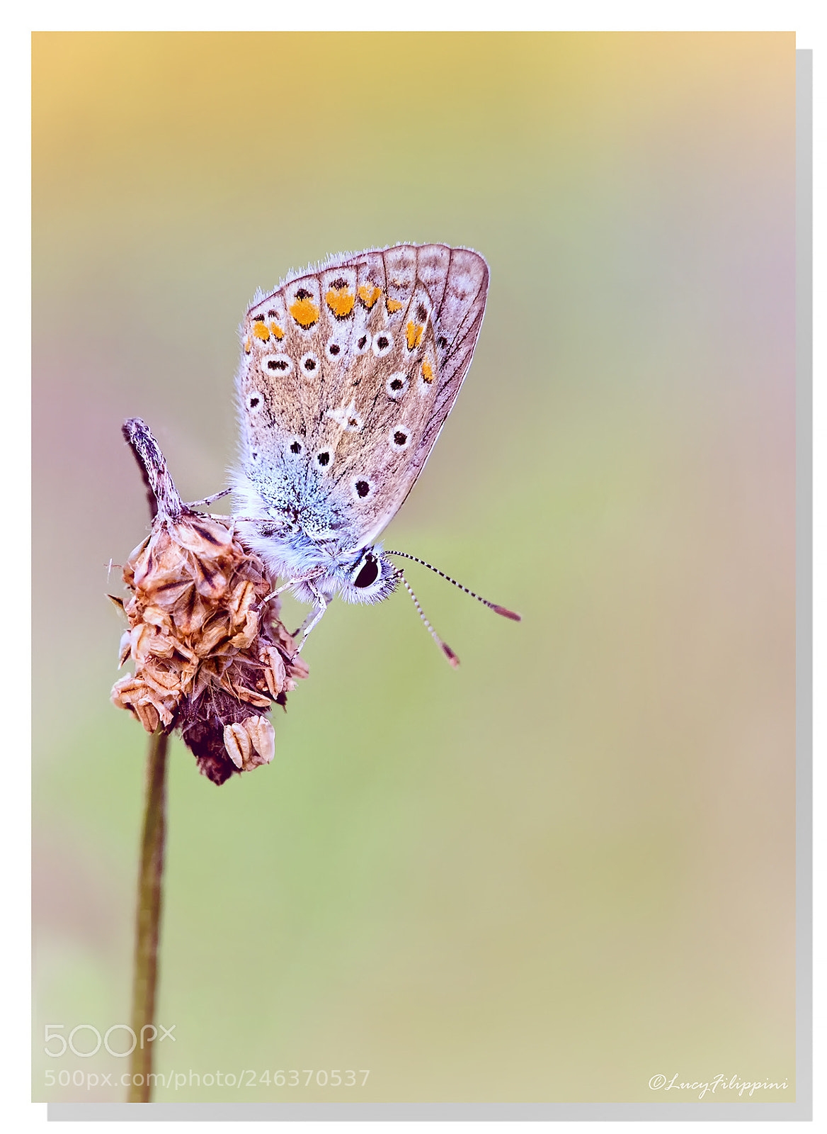 Olympus OM-D E-M1 sample photo. Small common blue.. photography
