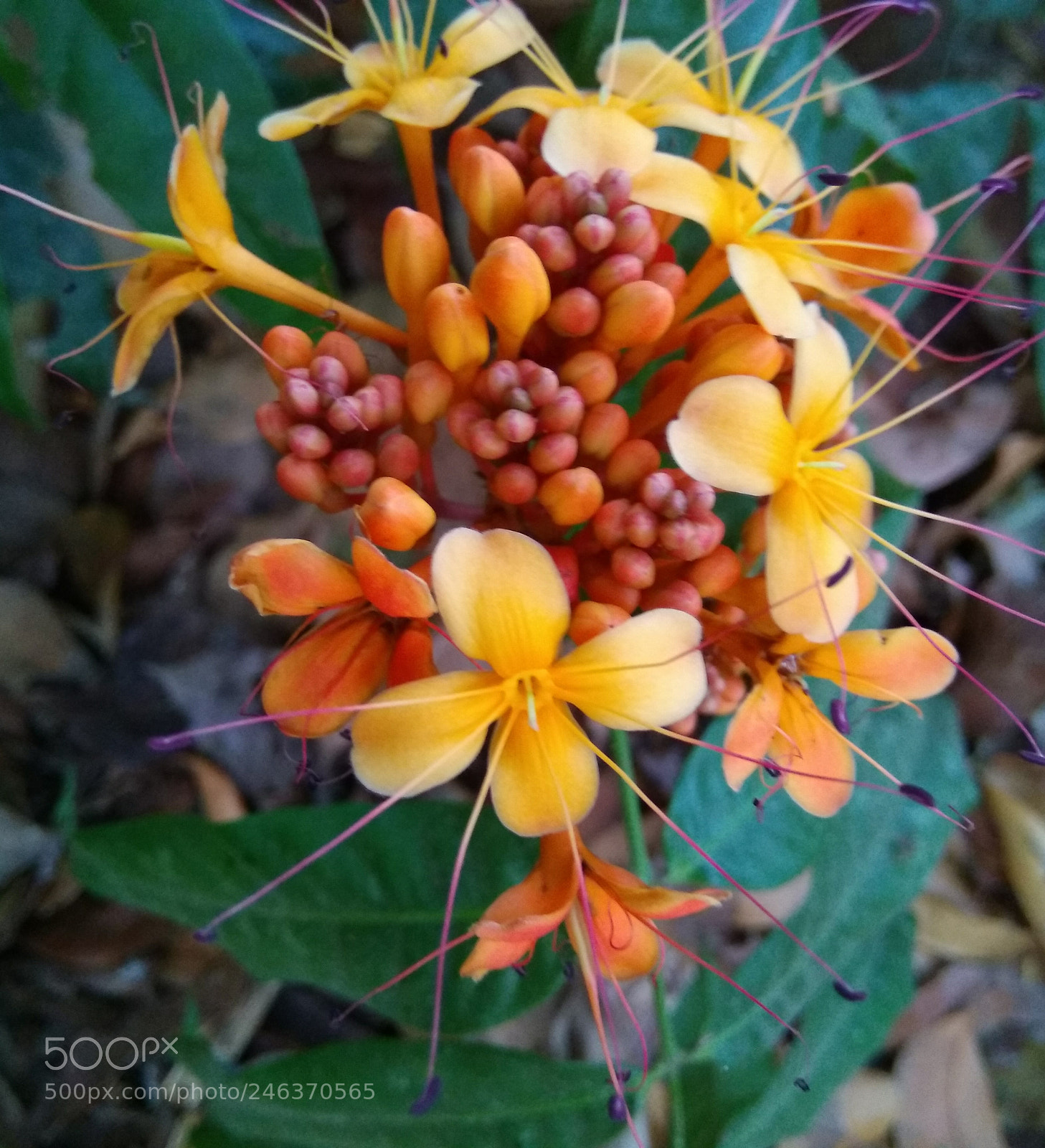Xiaomi MI MAX sample photo. Saraca asoca photography