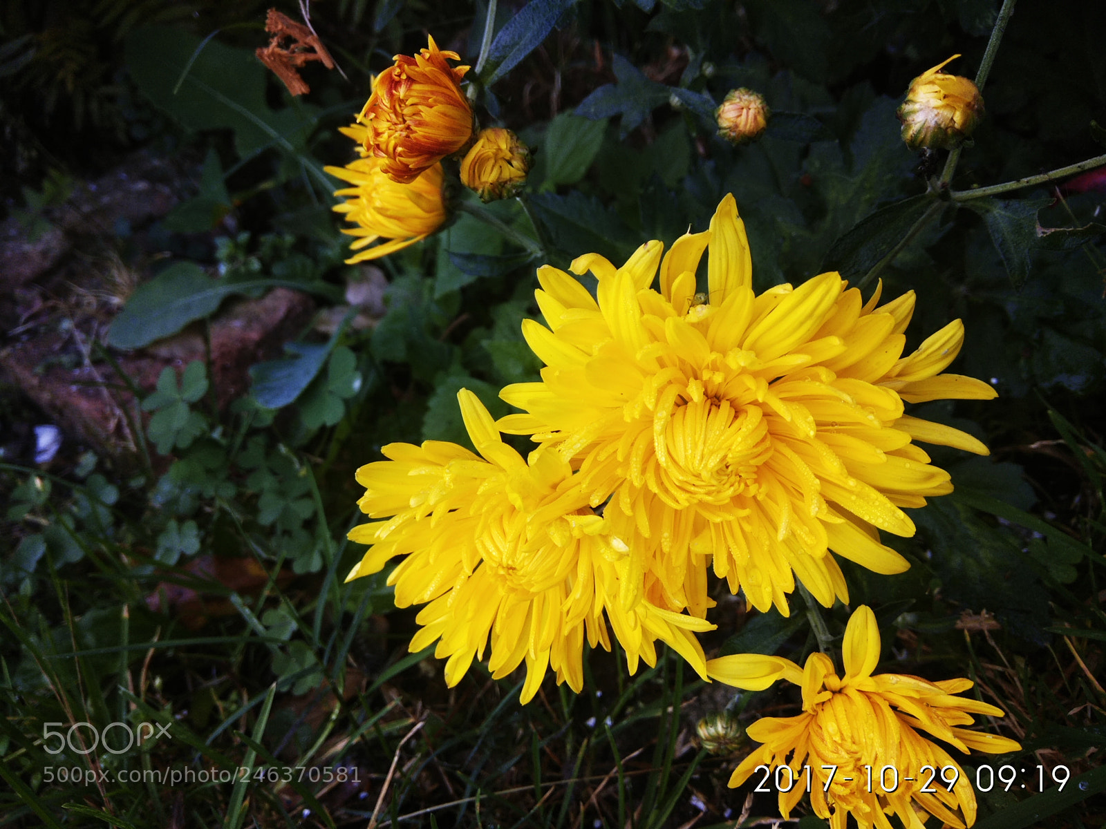 Xiaomi Redmi Note 4 sample photo. Untitled photography