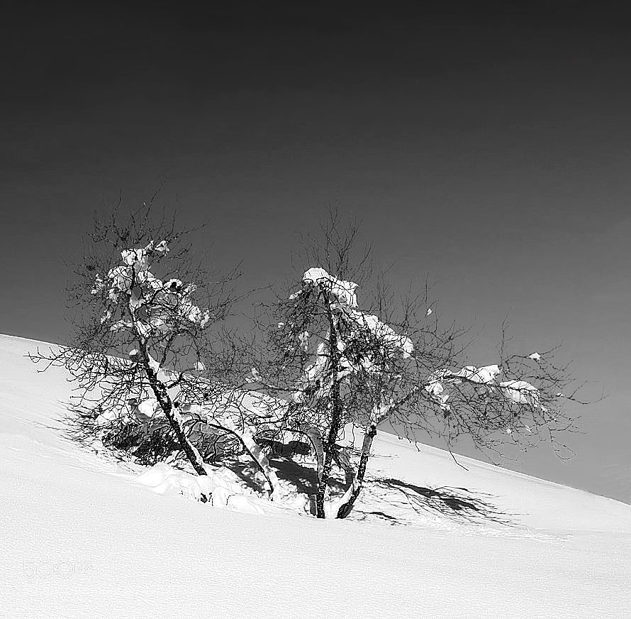 Sony ILCA-77M2 sample photo. Alone in snow photography