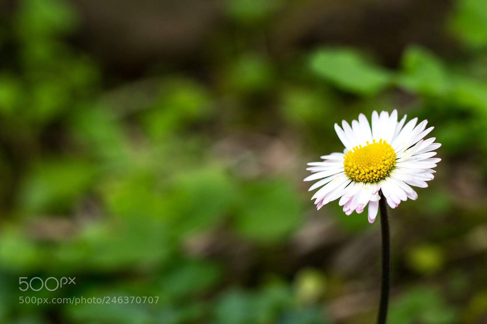 Canon EOS 700D (EOS Rebel T5i / EOS Kiss X7i) sample photo. A daisy for you photography