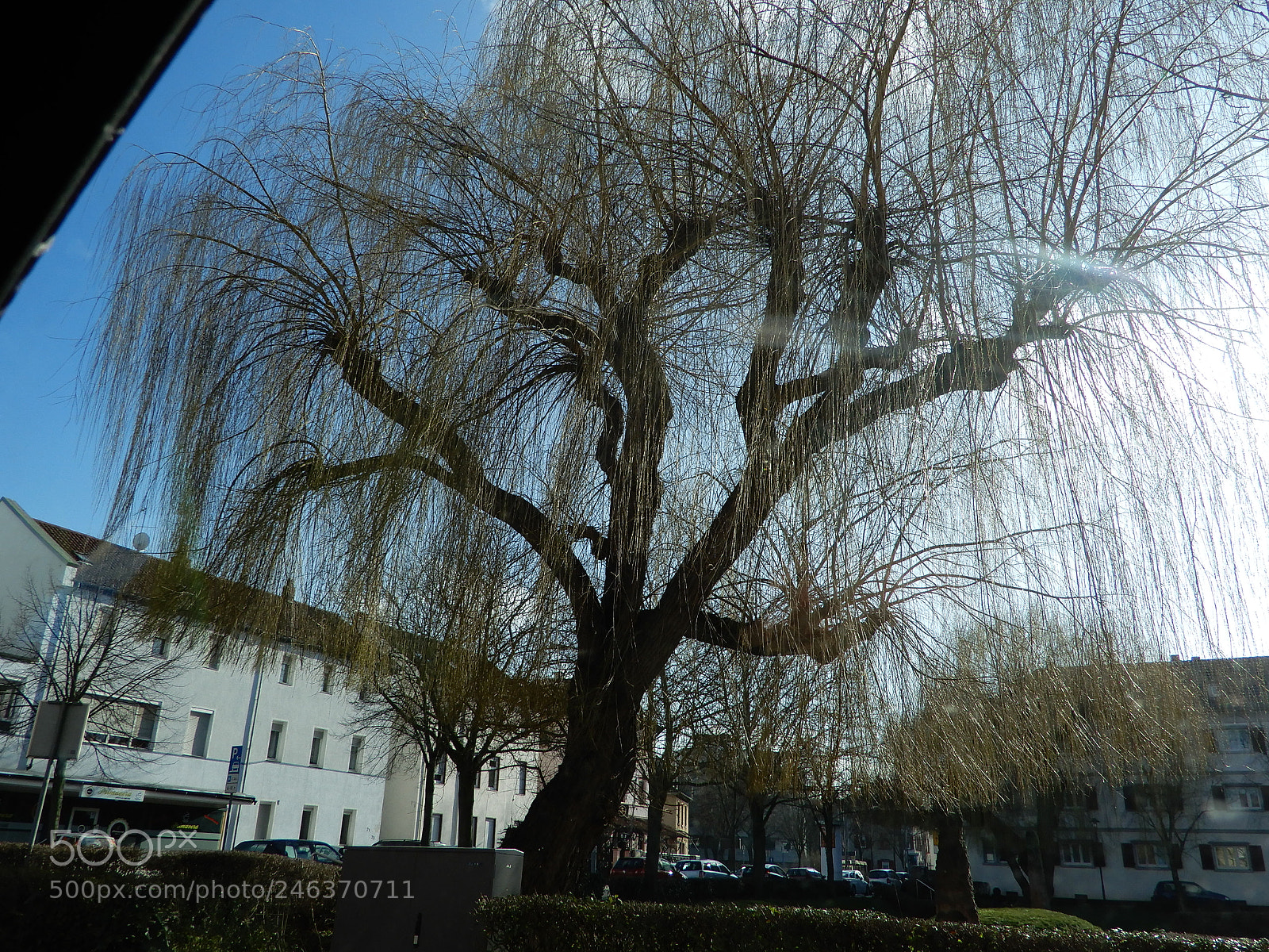 Nikon Coolpix A900 sample photo. Extremely sad weeping willow photography