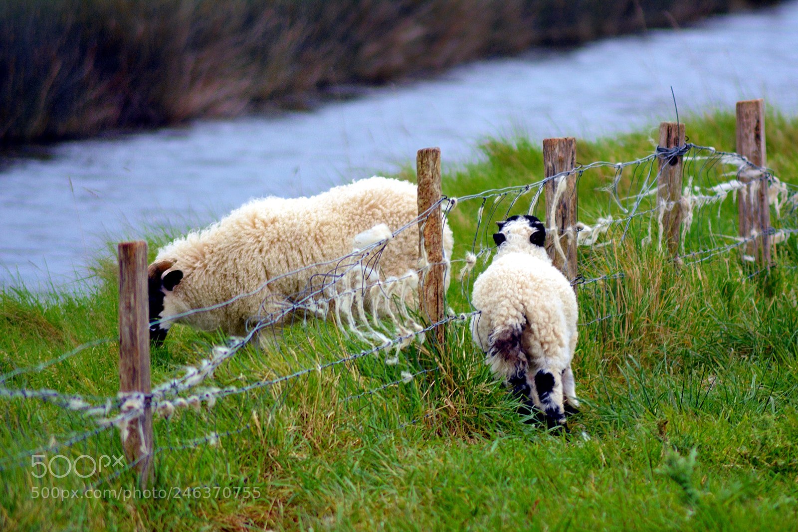 Nikon D5200 sample photo. The grass is always photography