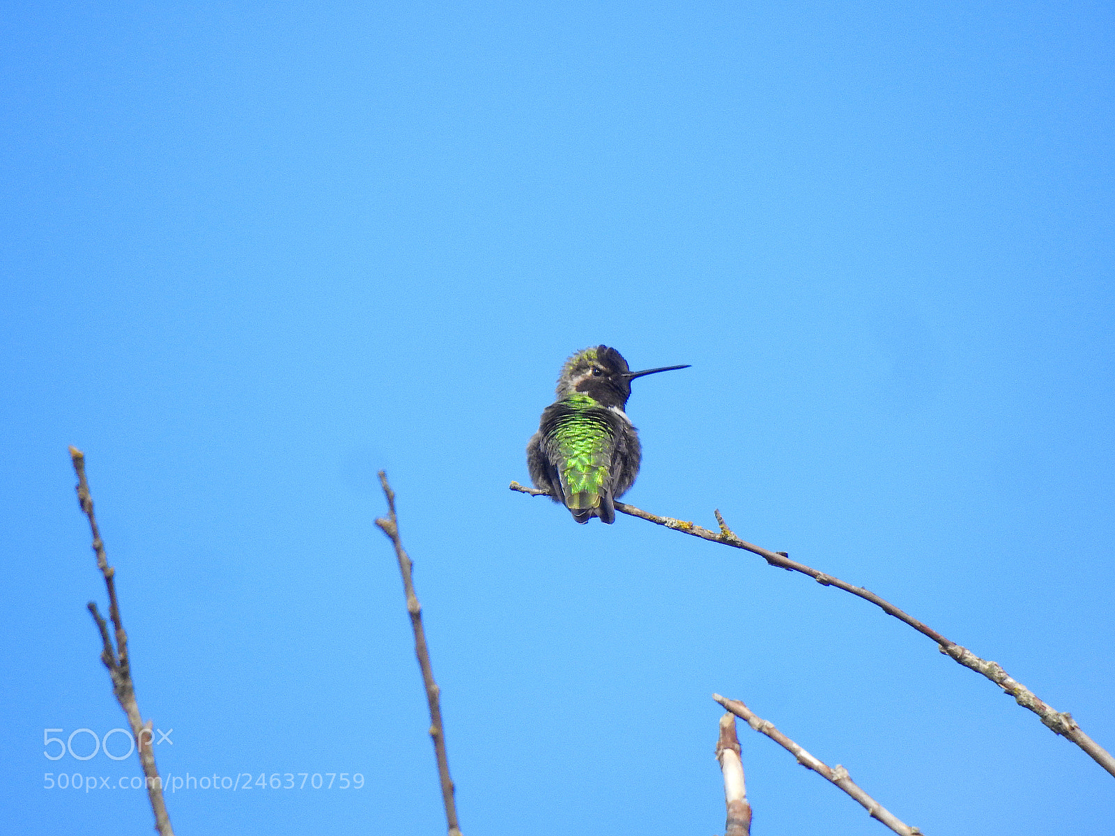 Nikon Coolpix P900 sample photo. Anna's hummingbird photography