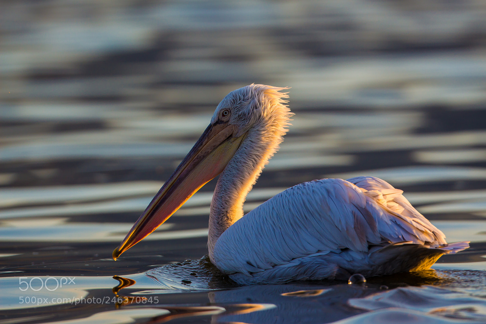 Canon EOS 700D (EOS Rebel T5i / EOS Kiss X7i) sample photo. Mr. pelican relaxing at photography