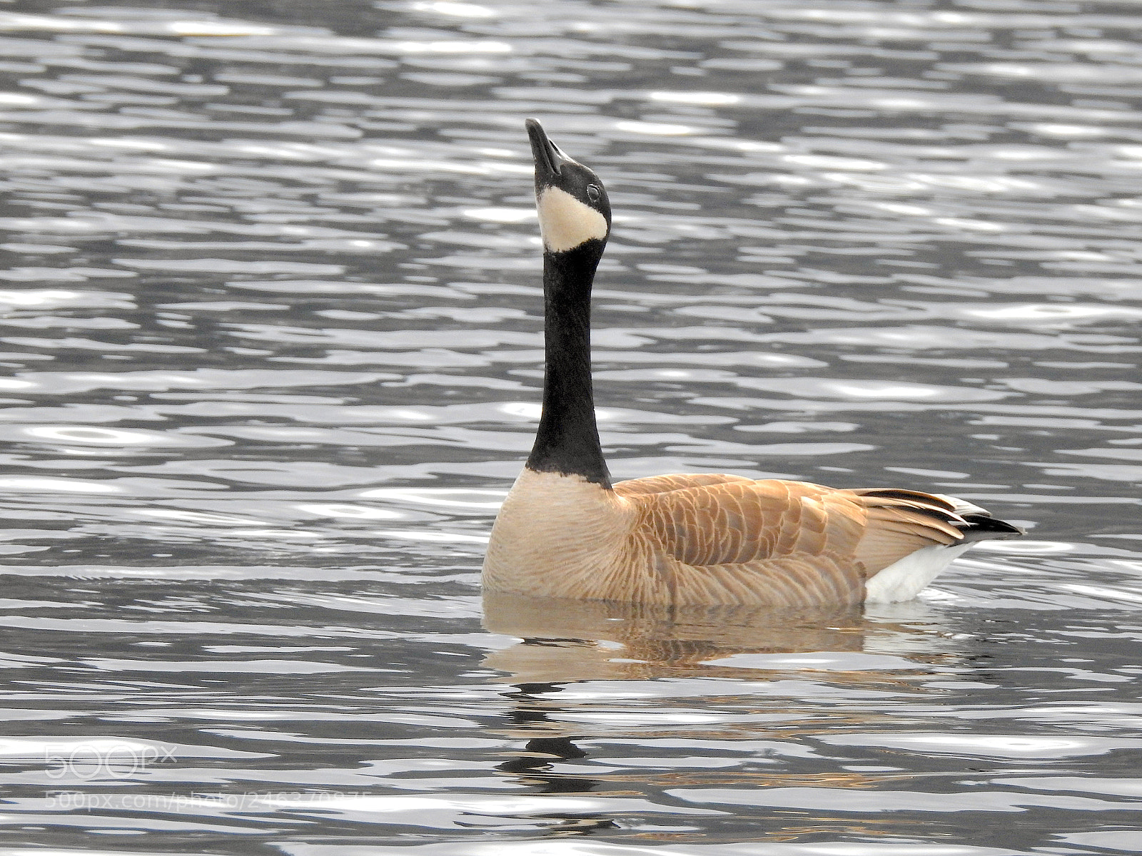 Nikon Coolpix P900 sample photo. Canada goose photography