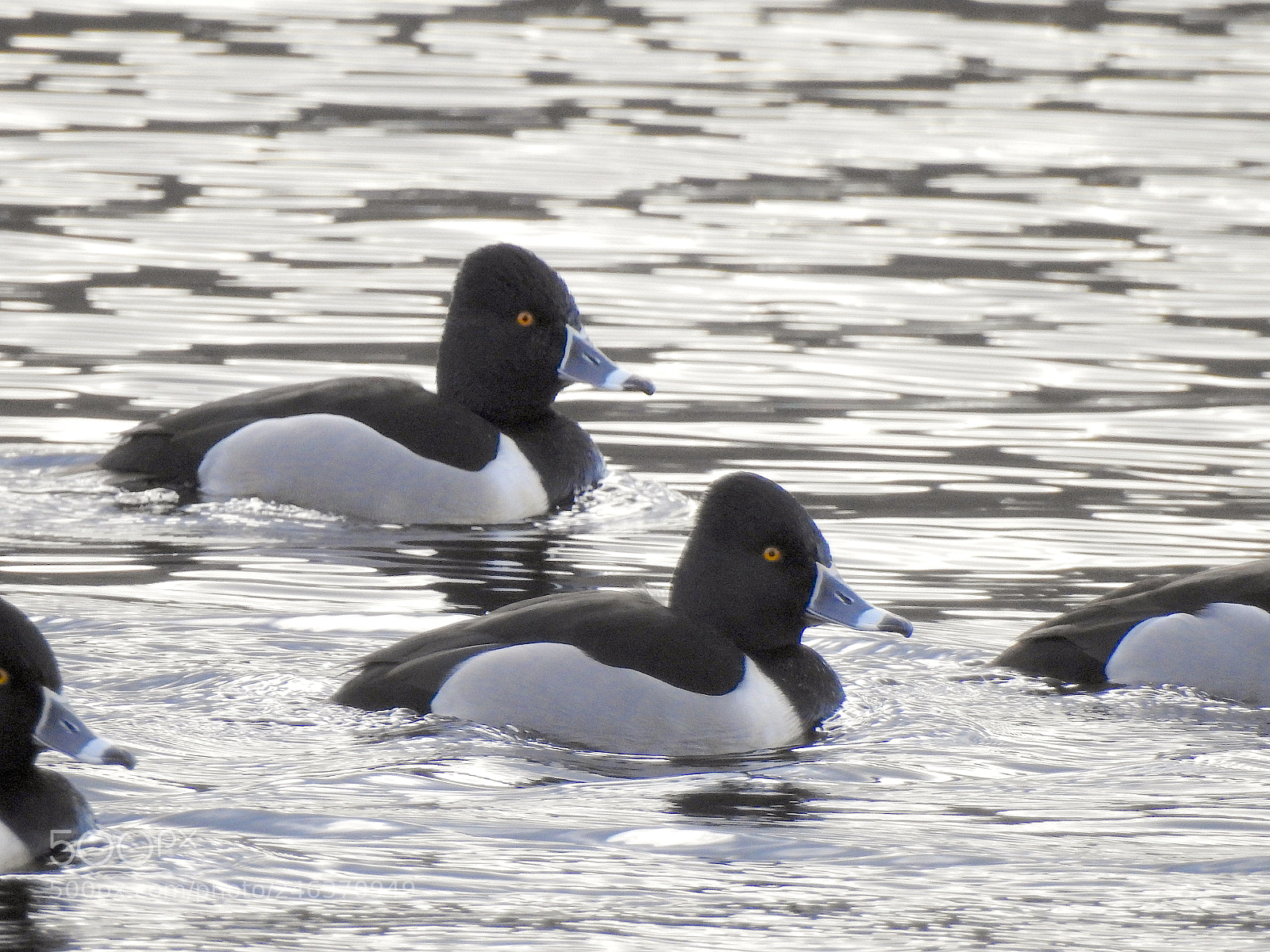 Nikon Coolpix P900 sample photo. Ring-necked ducks photography