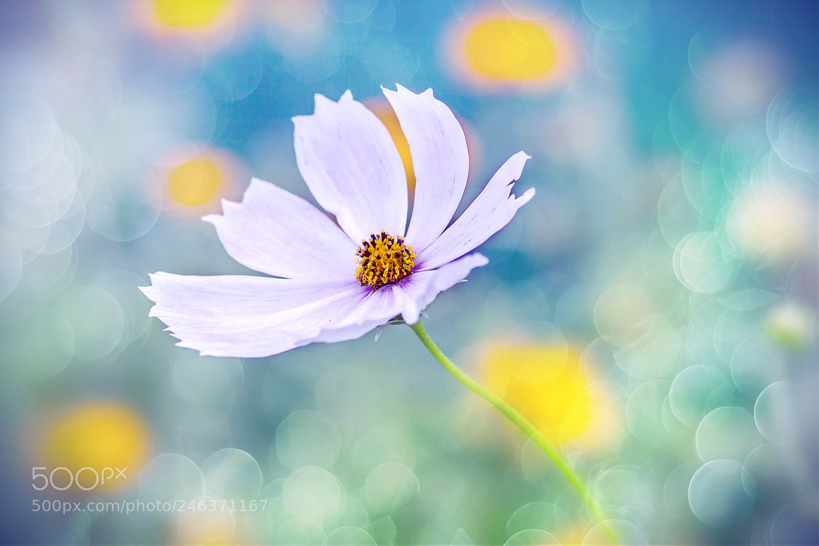 Canon EOS 50D sample photo. A flower photography