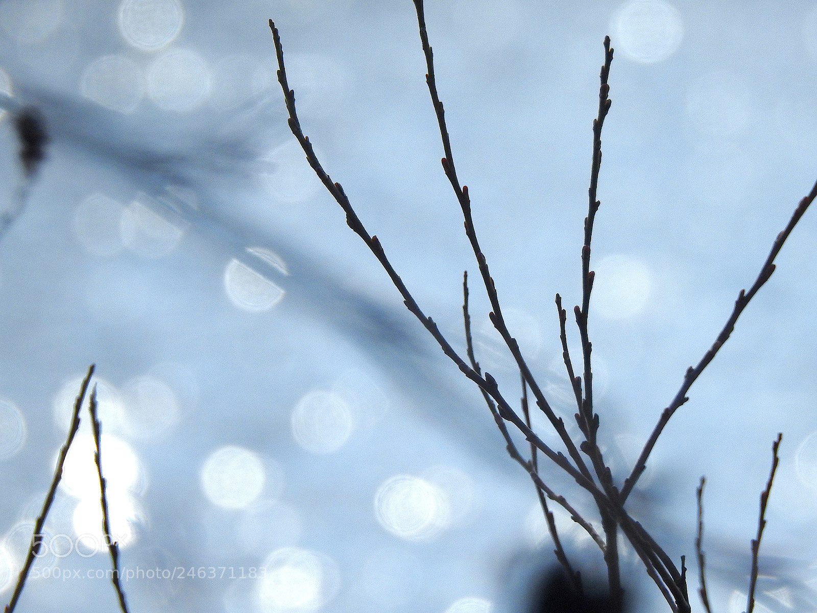 Nikon Coolpix P900 sample photo. Twigs photography