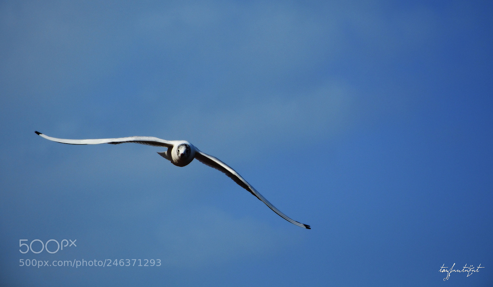 Nikon D5200 sample photo. Sortie photography