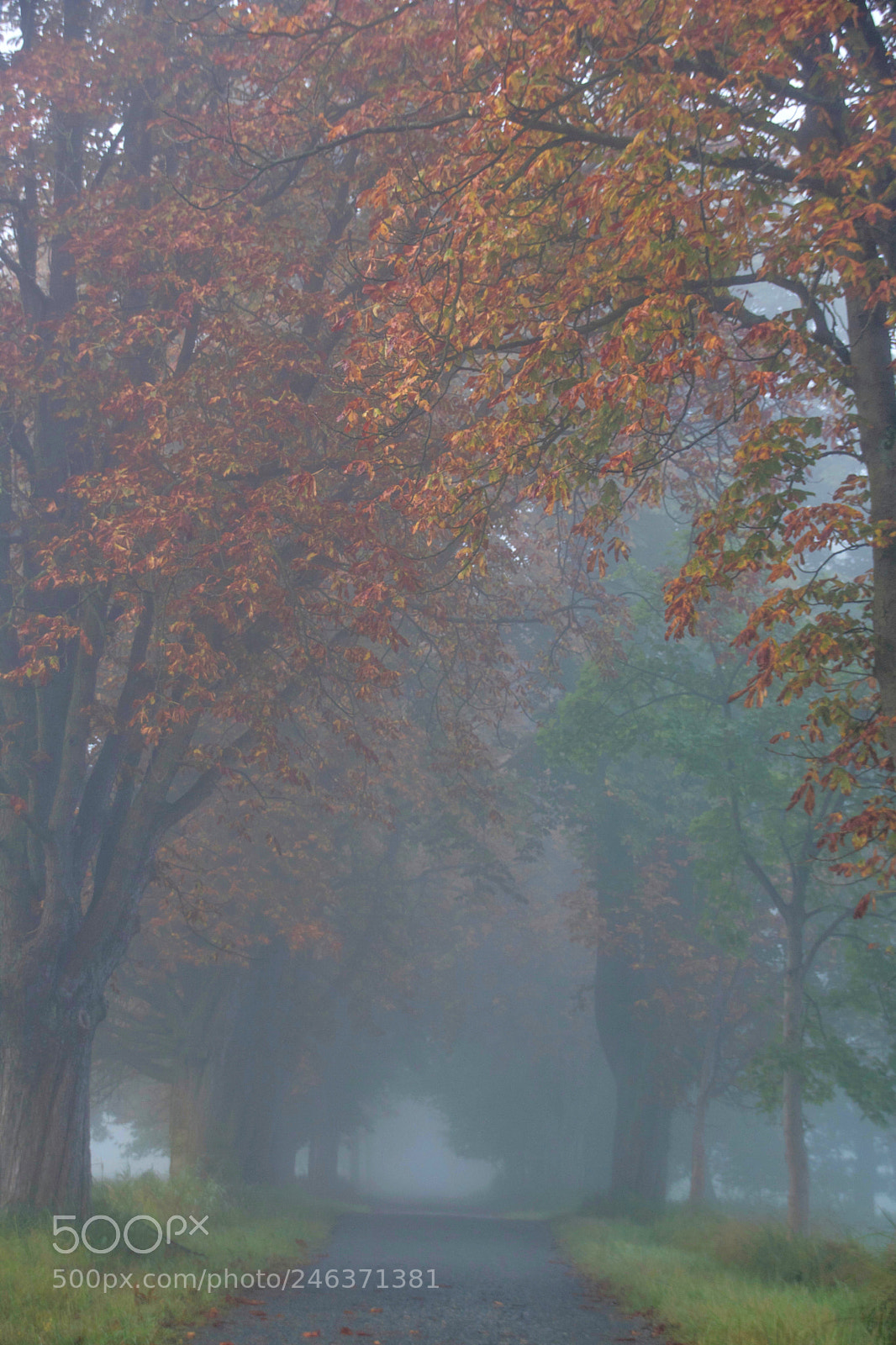 Canon EOS 750D (EOS Rebel T6i / EOS Kiss X8i) sample photo. Moody morning  photography