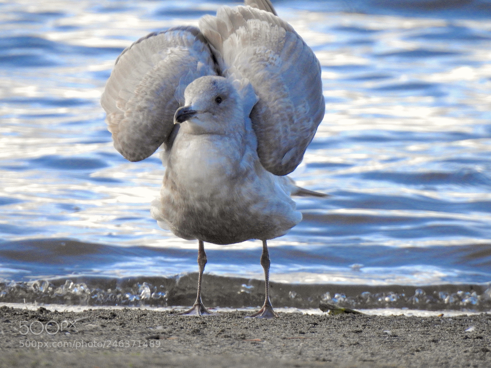 Nikon Coolpix P900 sample photo. Glaucous-winged gull photography