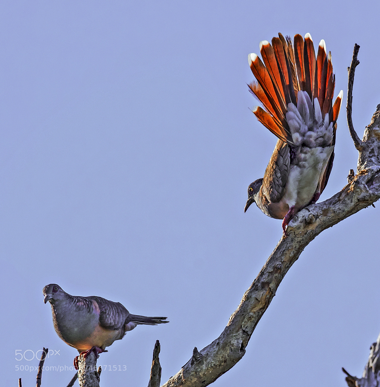 Nikon D5 sample photo. Fall in love photography
