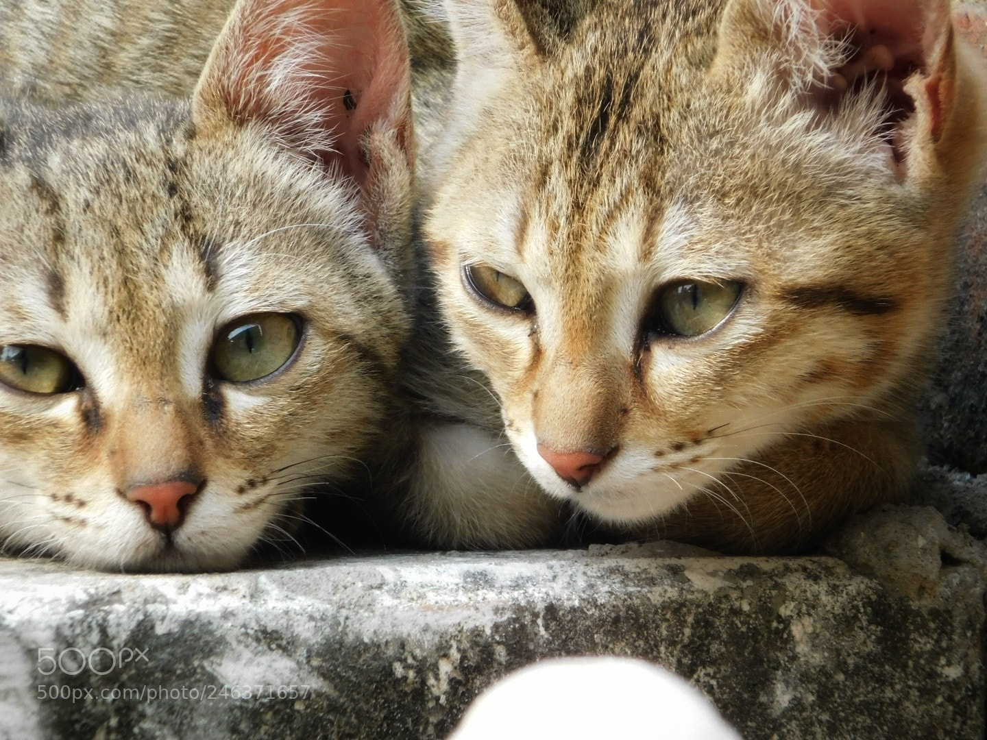 Nikon Coolpix B500 sample photo. Kitties ? photography
