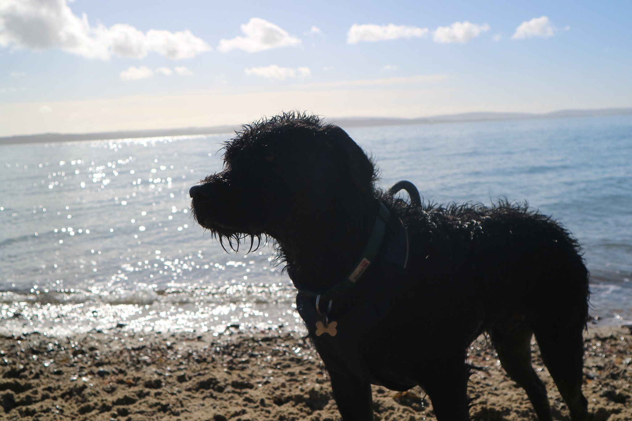 Canon EOS M3 sample photo. Dog on the beach photography