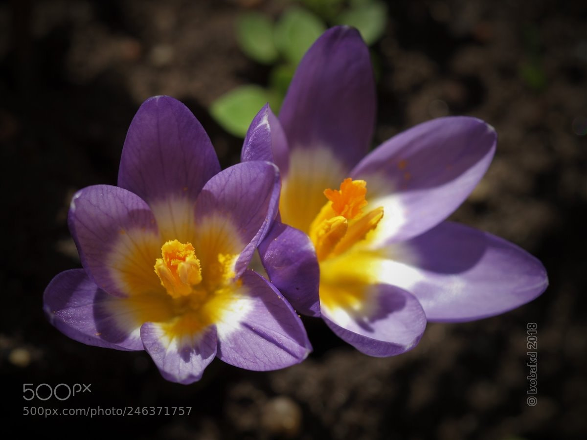 Olympus E-620 (EVOLT E-620) sample photo. Crocus -3 photography