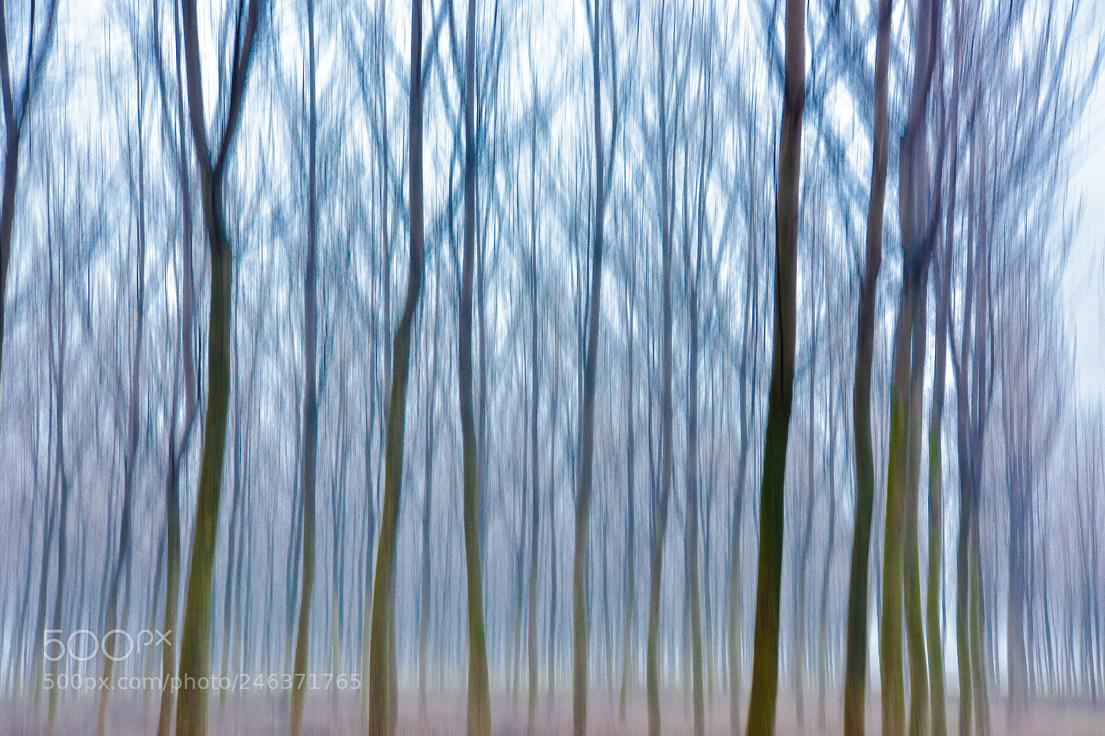 Nikon D810 sample photo. Alberi paeisaggi natura photography