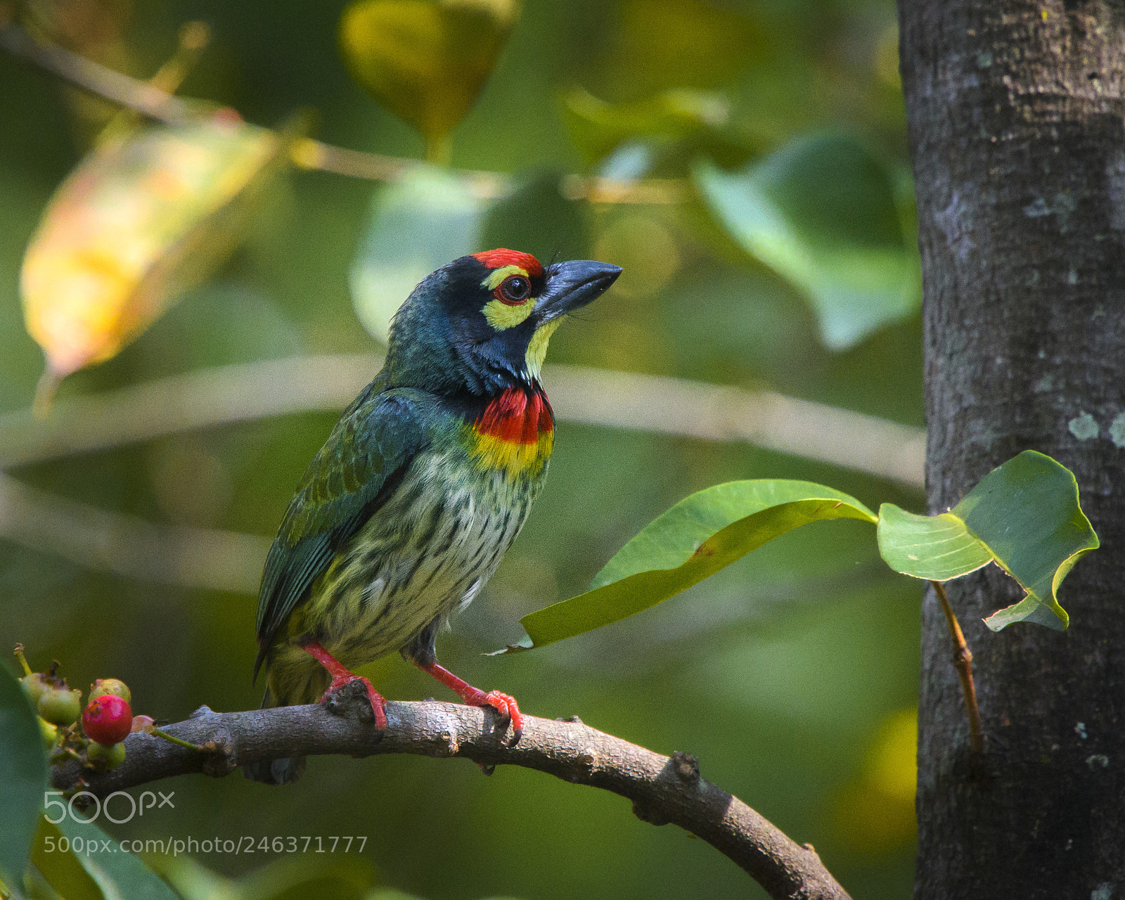 Nikon D7200 sample photo. Coppersmith barbet bright n photography