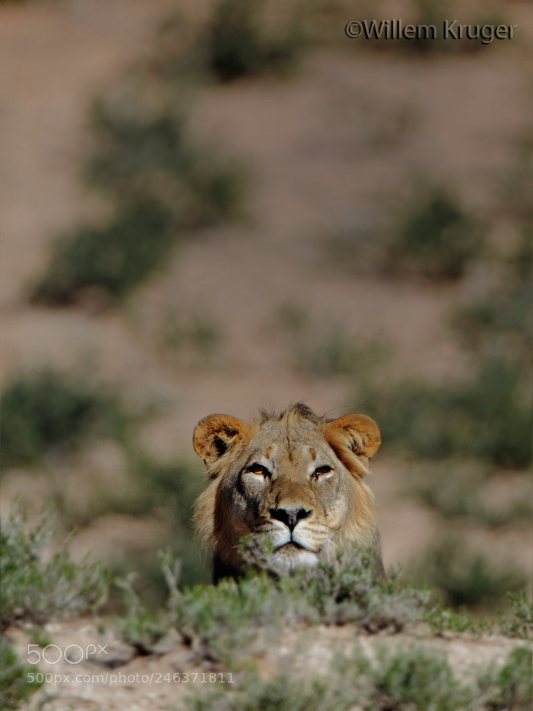 Nikon D3S sample photo. Lion head photography